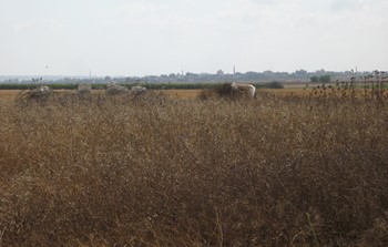 הבית הלבן-חרבת אחזע.JPG