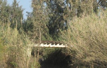 ד ליד 2.jpg