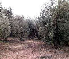 מטע זיתים.jpg