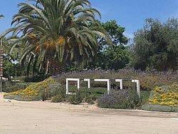 אבוקדו לרותם 5.jpg