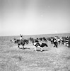 בנו רותנברג- עדר הבקר.png