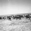 בנו רותנבר - עדר הבקר 1.png